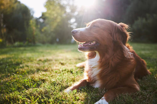 Hund