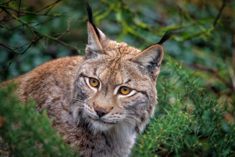 lynx, eurasian lynx, feline